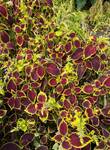 Plant name: Crimson Gold Coleus Coleus  cv. Crimson Gold